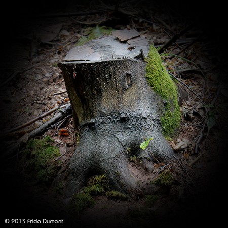 Poulpe des bois, Vosges